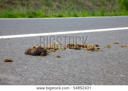 Horse excrement on the asphalt surface