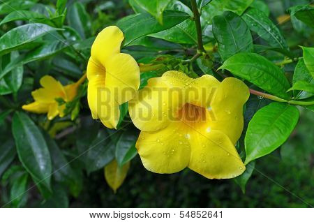 Allamanda