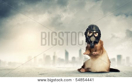 Image of ferret in gas mask. Ecology concept