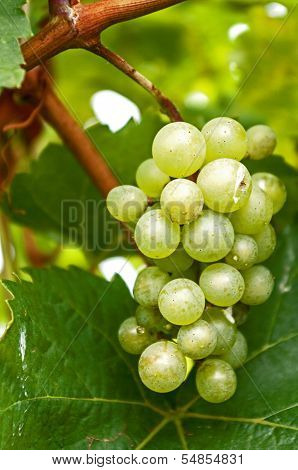 Grape On The Vine
