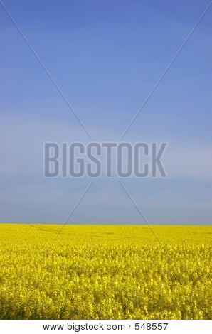 Rapeseed Field