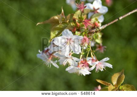 Cherry Blossom
