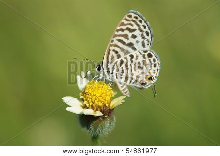 Common Zebra Blue Butterfly On A Flower