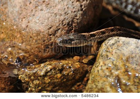 Gopher cobra Close-Up