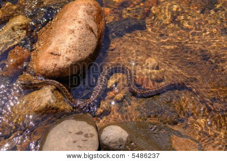 Gopher cobra Mores Creek