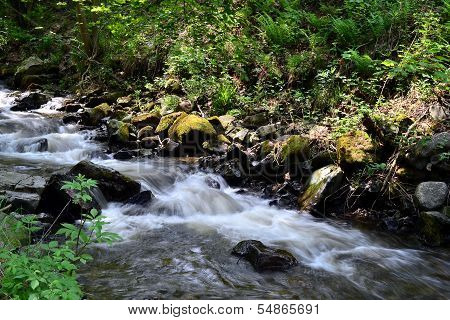 Wild Brook