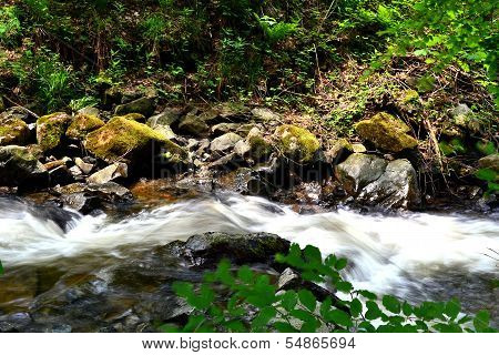 Wild Brook