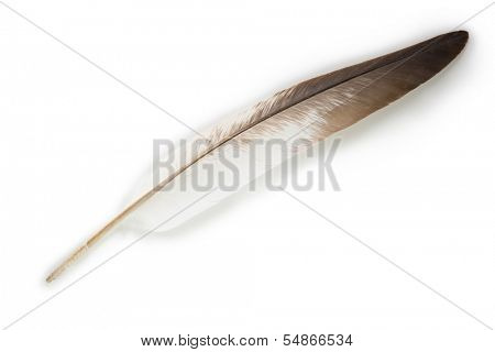 Nice shaped feather isolated on white, white with black tips. 