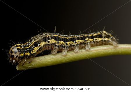 Caterpillar