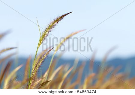 Purple Fountain Grass (pennisetum Pedicellatum Trin.)