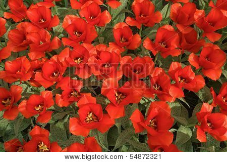 Background With Red Tulips, A Photo From The Top, Vertical.