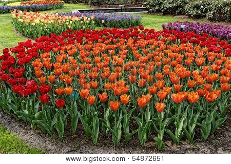 Flowerbed With Red And Orange Tulips.