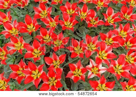 Red And Yellow Tulips With Triangular Petals.