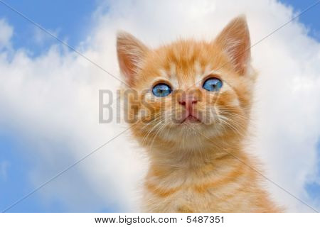Gato engraçado