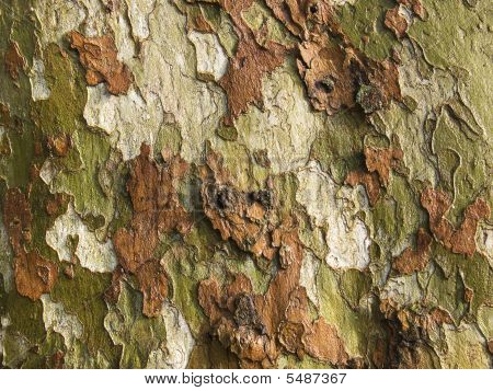 Bark