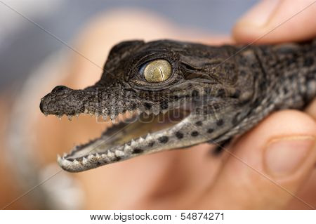 Baby Crocodile