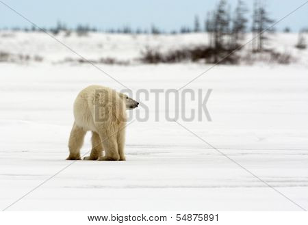 Polar Bear