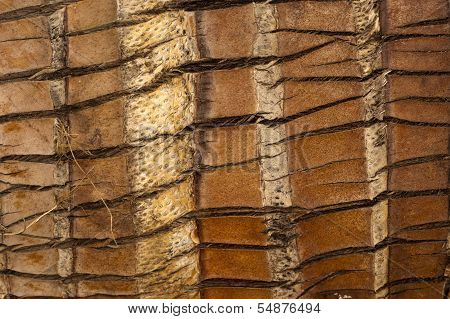 Coconut Bark Texture