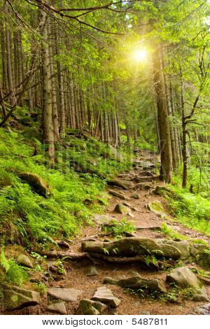 Caminho na floresta de montanhas