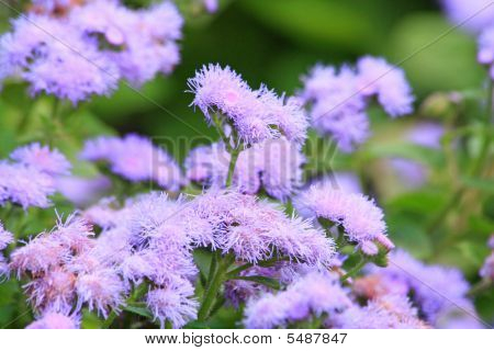 Ageratum blu