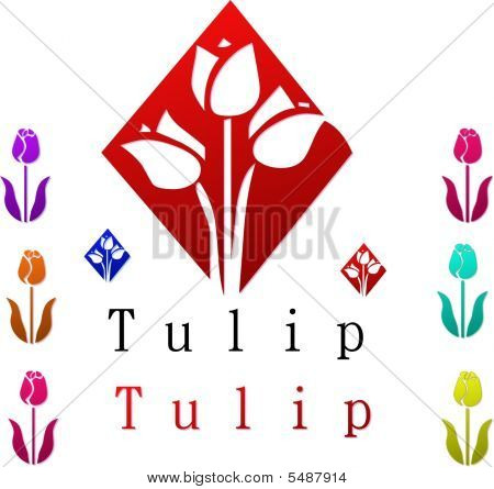 Tulip