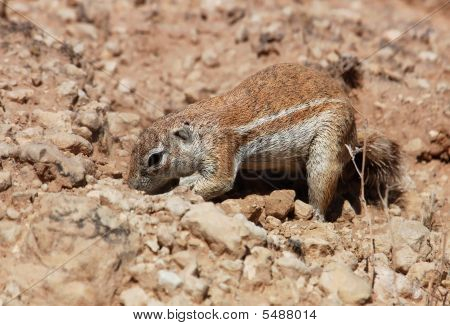 Siiseli (xerus Inaurus)