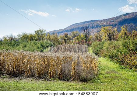 Autumn Fade