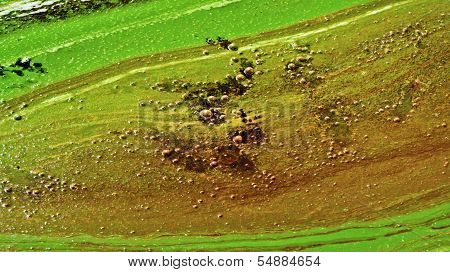 Marsh Mud.