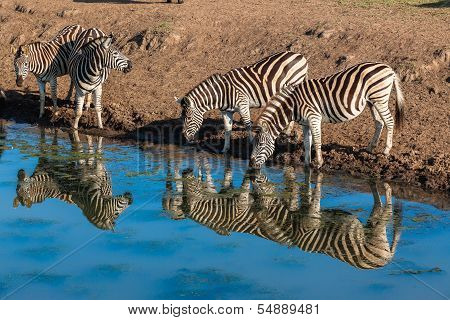 Zebra's Drinking Mirror Reflections