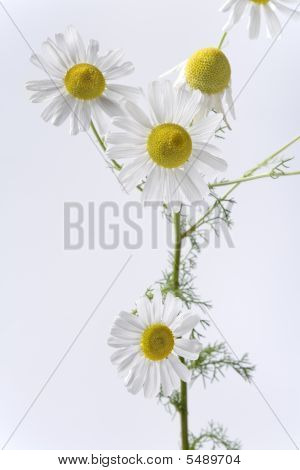Camomille plante à fleurs sur fond blanc