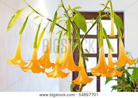 Blooming Flower - Datura