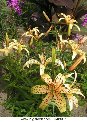百合花束