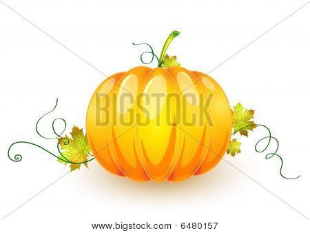 Zucca