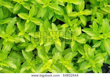 Indian tree basil (Ocimum Gratissimum) , peppermint tree