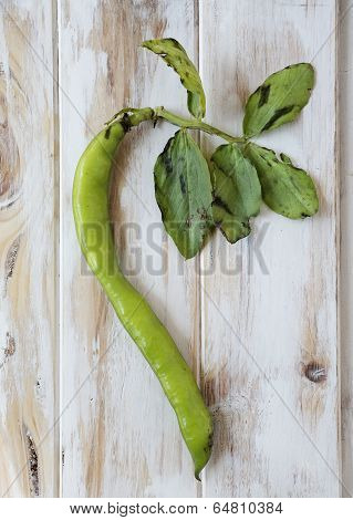 Seedcase broad bean.