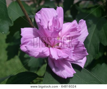 Pink Althea Rose of Sharon Flower