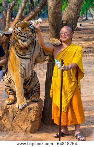 SAMUI, THAILAND - MARCH 27: Abbot Phra Acharn Phoosit Khantidharo feeds tiger by milk on March 27, 2014 in Wat Pa Luangta Bua Yannasampanno Forest Monastery, Tiger Temple, Kanchanaburi, Thailand.