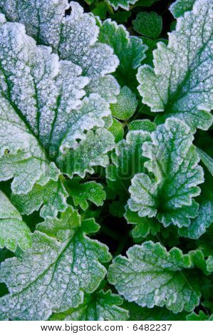 Frozen Green Grass Leaves