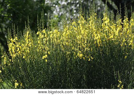 Ginestra Flowers