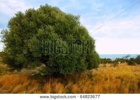 Sierra de Irta in Castellon province with sea view Spain