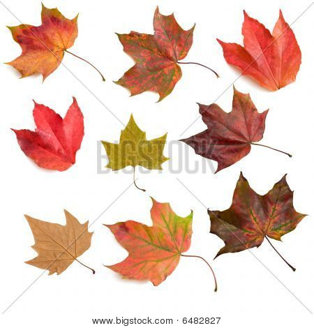 Foglie di autunno