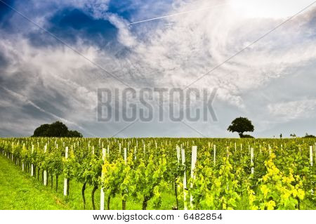 Vigneto