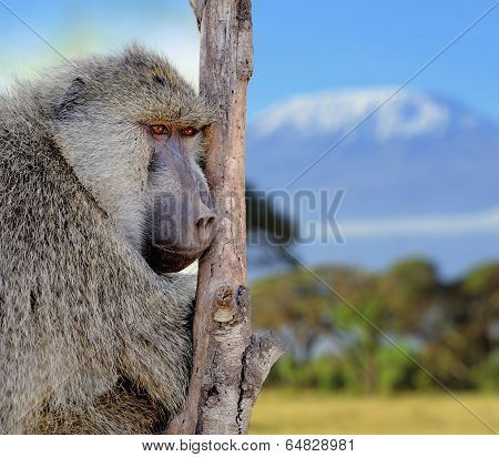 Olive Baboon