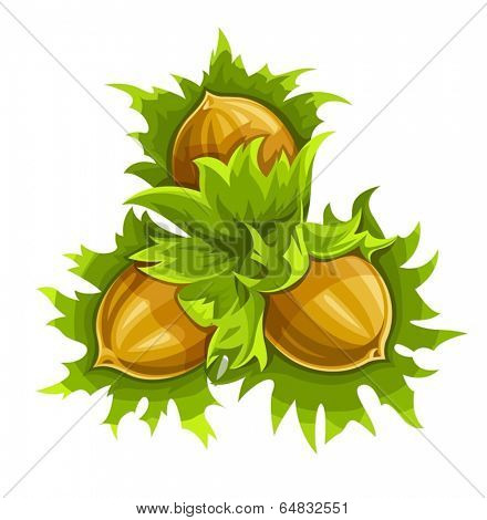 Cluster of three ripe hazelnuts. Eps10 vector illustration. Isolated on white background