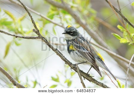 Yellow-rumped Warbler (myrtle)
