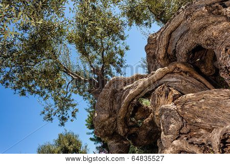 Twisted Tree