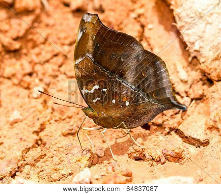 The Autumn Leaf Butterfly