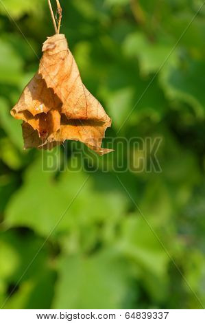 First Sign Of Autumn