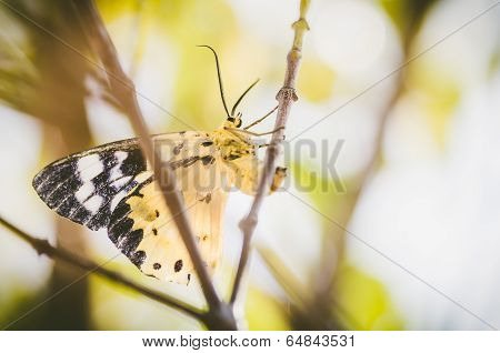 Yellow Moth