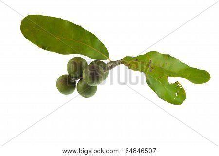 Fresh macadamia nut isolated on white background